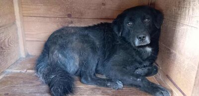 Sigi - Ein sehr sensibler älterer Rüde auf der Suche nach Sicherheit, Mischling - Rüde