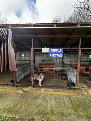 Sigi - Ein sehr sensibler älterer Rüde auf der Suche nach Sicherheit, Mischling - Rüde