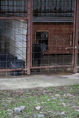 Sigi - Ein sehr sensibler älterer Rüde auf der Suche nach Sicherheit, Mischling - Rüde