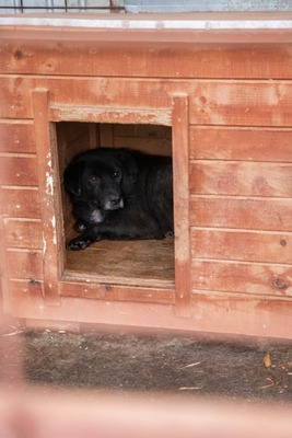 Sigi - Ein sehr sensibler älterer Rüde auf der Suche nach Sicherheit, Mischling - Rüde