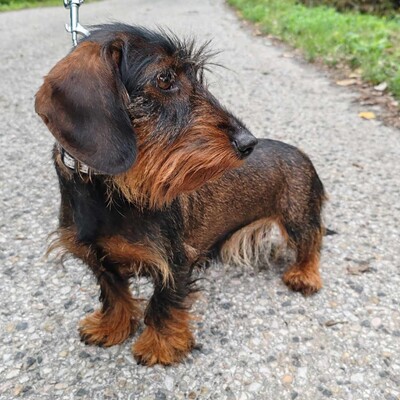 😍Silky zauberhafte kleine Rauhaardackelin hat ein sehr sanftes Wesen, ist eher freundlich und wäre ein toller Sonnenschein für ihre neuen Besitzer 💥, Rauhaardackel - Hündin