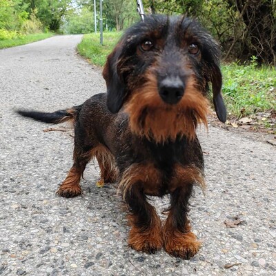 😍Silky zauberhafte kleine Rauhaardackelin hat ein sehr sanftes Wesen, ist eher freundlich und wäre ein toller Sonnenschein für ihre neuen Besitzer 💥, Rauhaardackel - Hündin