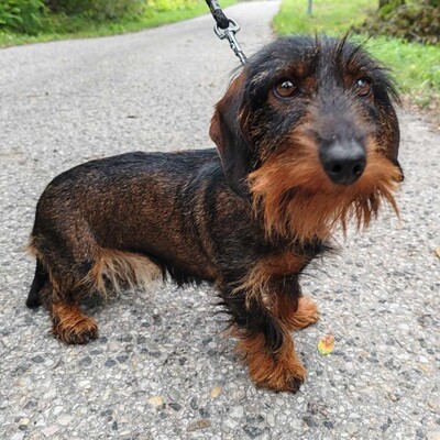 😍Silky zauberhafte kleine Rauhaardackelin hat ein sehr sanftes Wesen, ist eher freundlich und wäre ein toller Sonnenschein für ihre neuen Besitzer 💥, Rauhaardackel - Hündin