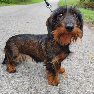 😍Silky zauberhafte kleine Rauhaardackelin hat ein sehr sanftes Wesen, ist eher freundlich und wäre ein toller Sonnenschein für ihre neuen Besitzer 💥, Rauhaardackel - Hündin