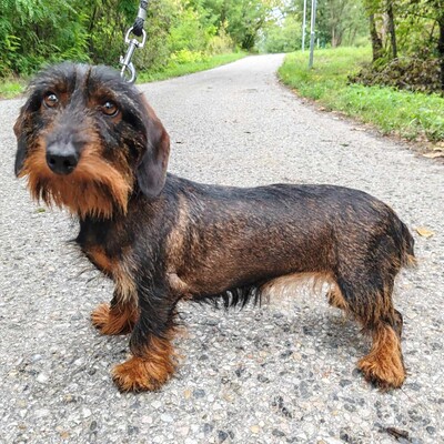 😍Silky zauberhafte kleine Rauhaardackelin hat ein sehr sanftes Wesen, ist eher freundlich und wäre ein toller Sonnenschein für ihre neuen Besitzer 💥, Rauhaardackel - Hündin