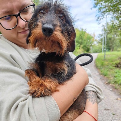 😍Silky zauberhafte kleine Rauhaardackelin hat ein sehr sanftes Wesen, ist eher freundlich und wäre ein toller Sonnenschein für ihre neuen Besitzer 💥, Rauhaardackel - Hündin