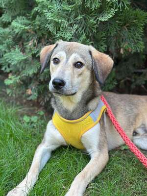 Silver, German Shepherd mix - Rüde