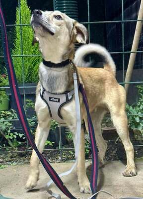Silver, German Shepherd mix - Rüde