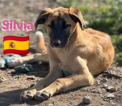 Silvia, Mischling Welpen - Hündin