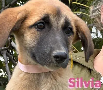 Silvia, Mischling Welpen - Hündin