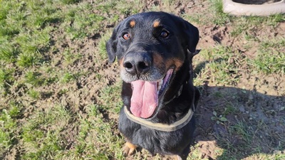 Simba Beauceron Rüde möchte aus dem Tierheim in sein Zuhause, Beauceron - Rüde