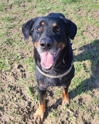 Simba Beauceron Rüde möchte aus dem Tierheim in sein Zuhause, Beauceron - Rüde