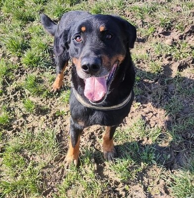 Simba Beauceron Rüde möchte aus dem Tierheim in sein Zuhause, Beauceron - Rüde