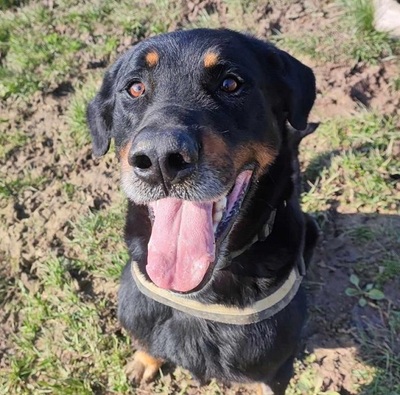 Simba Beauceron Rüde möchte aus dem Tierheim in sein Zuhause, Beauceron - Rüde