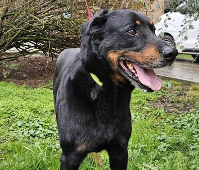 Simba Beauceron Rüde möchte aus dem Tierheim in sein Zuhause, Beauceron - Rüde