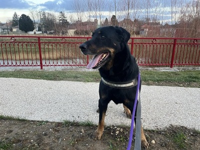 Simba Beauceron Rüde möchte aus dem Tierheim in sein Zuhause, Beauceron - Rüde