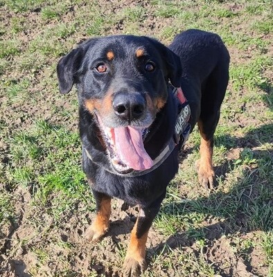 Simba Beauceron Rüde möchte aus dem Tierheim in sein Zuhause, Beauceron - Rüde