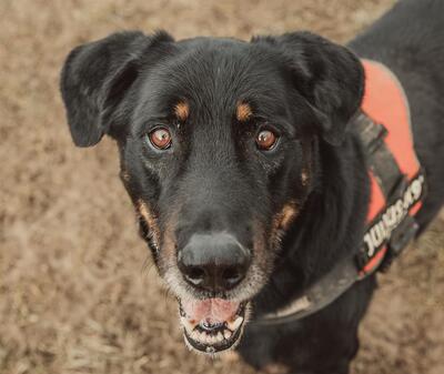 Simba Beauceron Rüde möchte aus dem Tierheim in sein Zuhause, Beauceron - Rüde