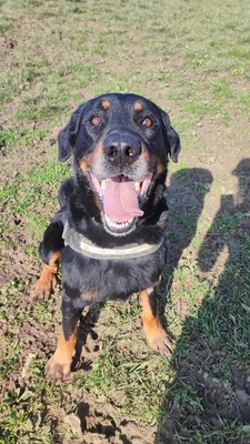 Simba Beauceron Rüde möchte aus dem Tierheim in sein Zuhause, Beauceron - Rüde