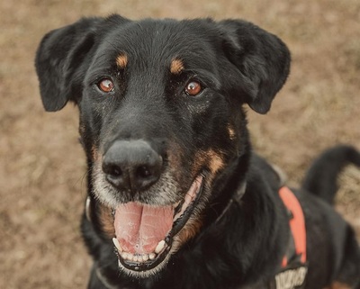 Simba Beauceron Rüde möchte aus dem Tierheim in sein Zuhause, Beauceron - Rüde