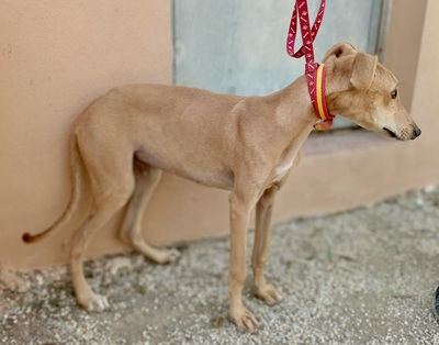 Simba, Galgo Espanôl Welpen - Rüde