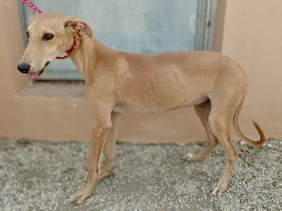 Simba, Galgo Espanôl Welpen - Rüde