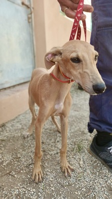 Simba, Galgo Espanôl Welpen - Rüde