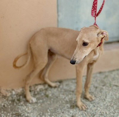 Simba, Galgo Espanôl Welpen - Rüde