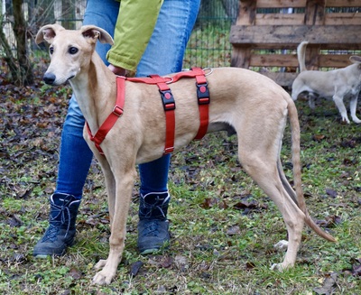 Simba, Galgo Espanôl Welpen - Rüde