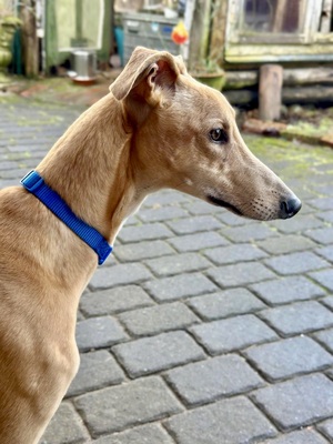 Simba, Galgo Espanol - Rüde