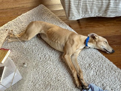 Simba, Galgo Espanol - Rüde