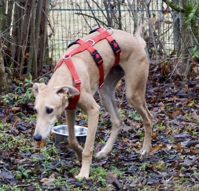 Simba, Galgo Espanol - Rüde