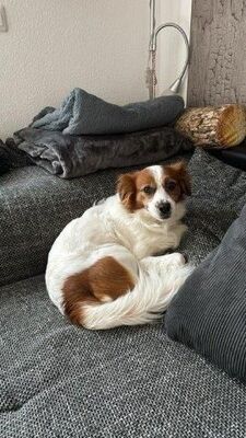 Simba, Mischling - Rüde