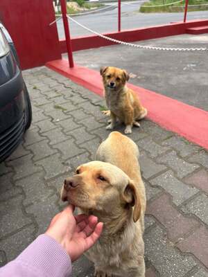Simba, Mischling - Rüde