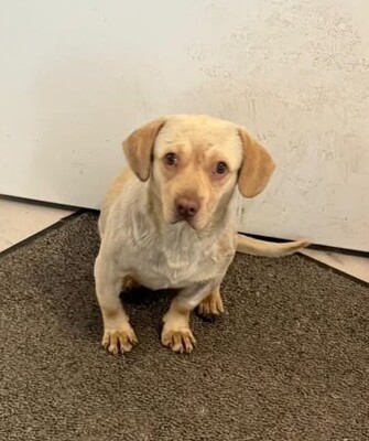 Simba, Mischling - Rüde