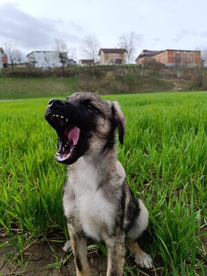 Simba, Mix Welpen - Rüde