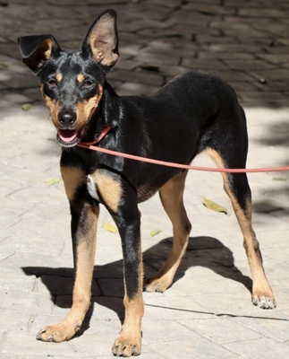 Simba, Pinscher - Mix - Rüde