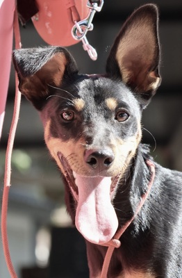 Simba, Pinscher - Mix - Rüde