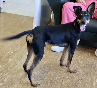 Simba, Pinscher - Mix - Rüde