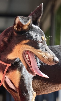 Simba, Pinscher - Mix - Rüde