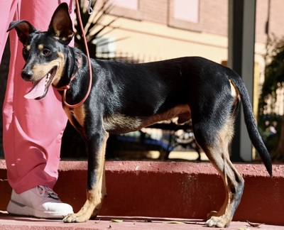 Simba, Pinscher - Mix - Rüde