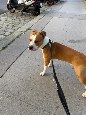 Simba, Stafford/ Doge Argentino Welpen - Rüde
