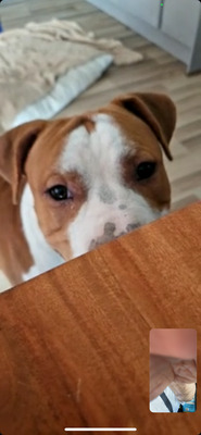 Simba, Stafford/ Doge Argentino Welpen - Rüde