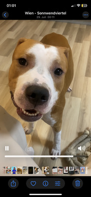 Simba, Stafford/ Doge Argentino Welpen - Rüde