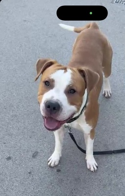 Simba, Stafford/ Dogo Argentino Welpen - Rüde