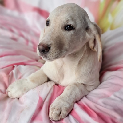 Simba - aufgeweckt, und neugierig / Reserviert, Mischling Welpen - Rüde