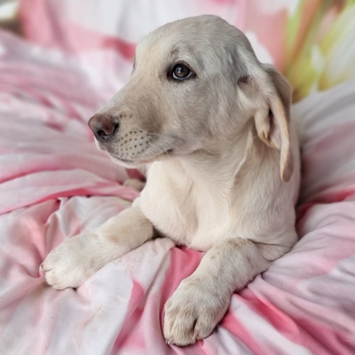 Simba - aufgeweckt, und neugierig / Reserviert, Mischling Welpen - Rüde