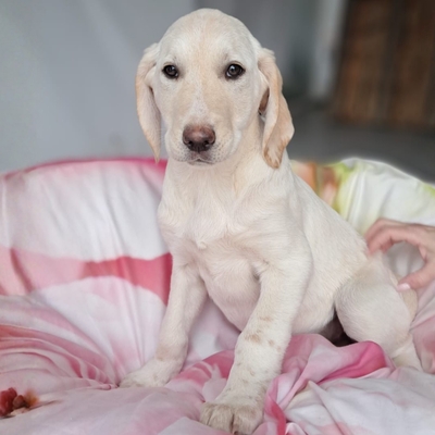 Simba - aufgeweckt, und neugierig / Reserviert, Mischling Welpen - Rüde