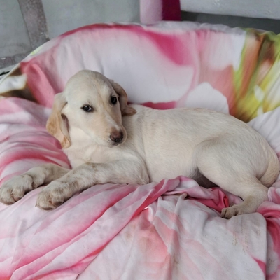 Simba - aufgeweckt, und neugierig / Reserviert, Mischling Welpen - Rüde