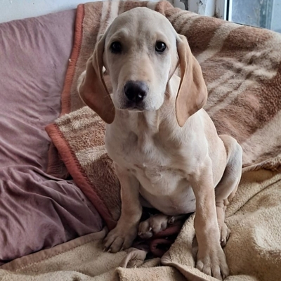 Simba - aufgeweckt, und neugierig / Reserviert, Mischling Welpen - Rüde